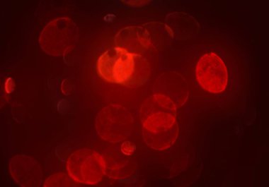 stardust bokeh toz glitters duvar kağıdı