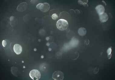 parlak bokeh ışıkları ile dijital duvar kağıdı 