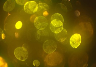 stardust bokeh toz glitters duvar kağıdı