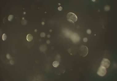 metin veya görüntü için alan ile bokeh arka plan