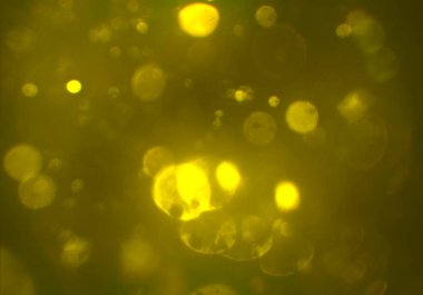 stardust bokeh toz glitters duvar kağıdı