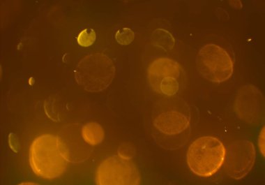 kopya alanı ile bokeh ışıkları dijital arka plan