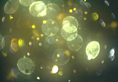 stardust bokeh toz glitters duvar kağıdı