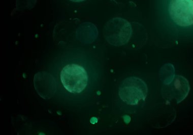 stardust bokeh toz glitters duvar kağıdı