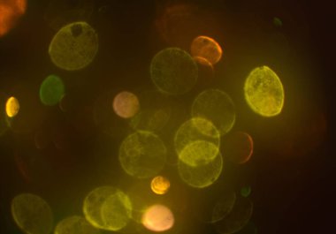 kopya alanı ile bokeh ışıkları dijital arka plan