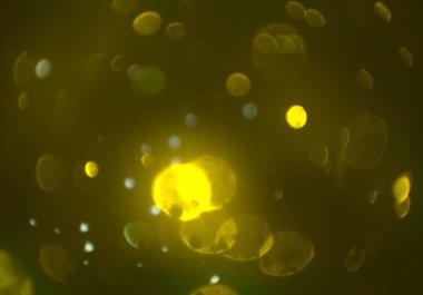 kopya alanı ile bokeh ışıkları dijital arka plan