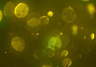 bokeh ile sanat soyut arka plan 