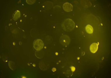 bokeh ışıkları ile soyut duvar kağıdı