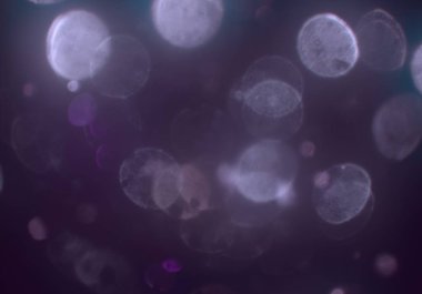 metin veya görüntü için alan ile bokeh arka plan