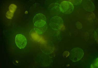 bokeh ve metin için alan ile soyut duvar kağıdı