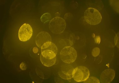 Bokeh ile soyut arkaplan