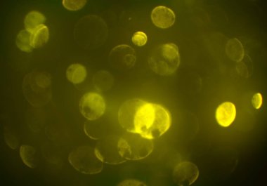 kopya alanı ile bokeh ışıkları dijital arka plan