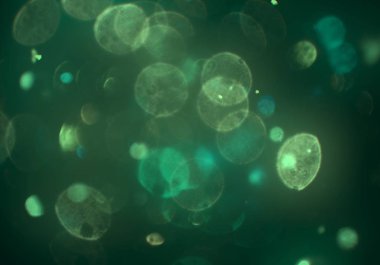 mavi ve beyaz arkaplan