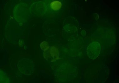 metin veya görüntü için alan ile bokeh arka plan