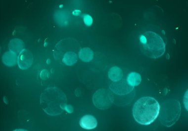 parlak bokeh ışıkları ile dijital duvar kağıdı 