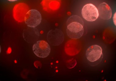 parlak bokeh ışıkları ile dijital duvar kağıdı 