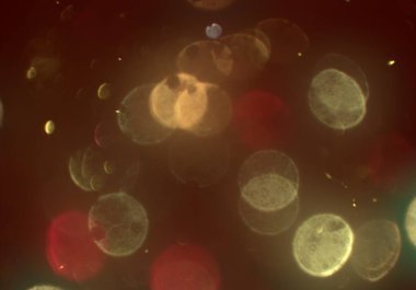 parlak bokeh ışıkları ile dijital duvar kağıdı 