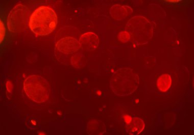 kopya alanı ile bokeh ışıkları dijital arka plan