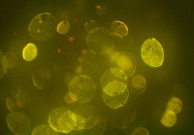 bokeh ile sanat soyut arka plan 