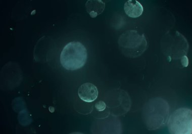 metin veya görüntü için alan ile bokeh arka plan