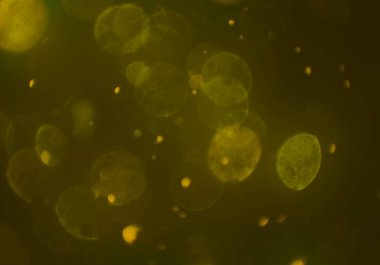 bokeh ile sanat soyut arka plan 