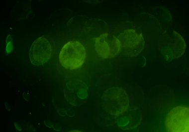 bokeh ile sanat soyut arka plan 