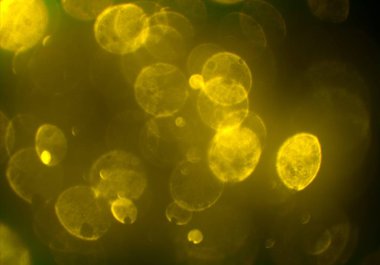 bokeh ve metin için alan ile soyut duvar kağıdı