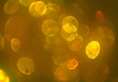 soyut bulanık bokeh arka plan, kopyalama alanı 