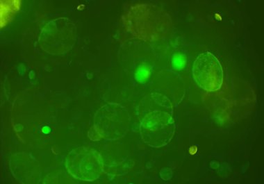 bokeh ile sanat soyut arka plan 