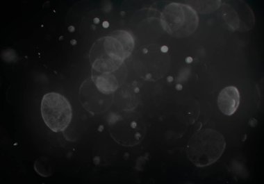 siyah arka plan üzerinde galaksi