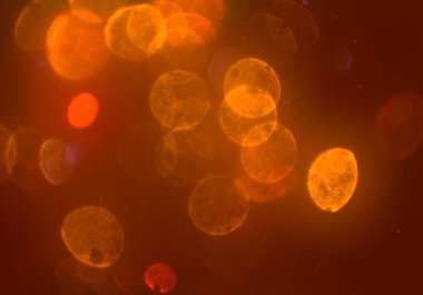 bokeh ve metin için alan ile soyut duvar kağıdı