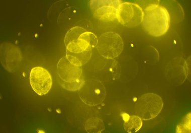 Bokeh ile soyut arkaplan