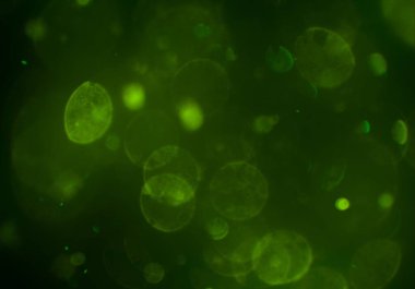 parlak bokeh ışıkları ile dijital duvar kağıdı 