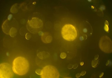 metin veya görüntü için alan ile bokeh arka plan