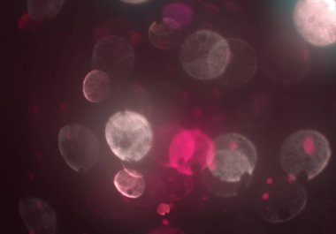 parlak bokeh ışıkları ile dijital duvar kağıdı 