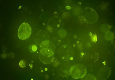 bokeh ile sanat soyut arka plan 