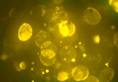 bokeh ile sanat soyut arka plan 