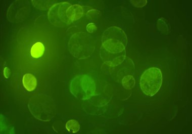 parlak bokeh ışıkları ile dijital duvar kağıdı 