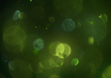 parlak bokeh ışıkları ile dijital duvar kağıdı 