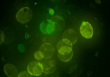 soyut bulanık bokeh arka plan, kopyalama alanı  