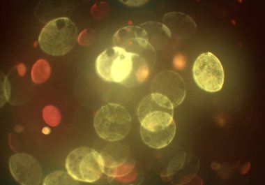 parlak bokeh ışıkları ile dijital duvar kağıdı 