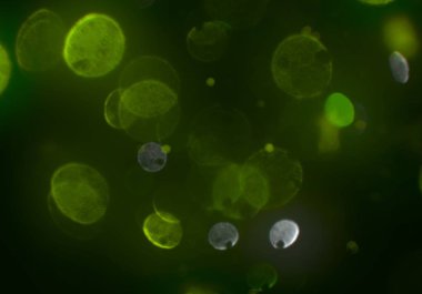 kopya alanı ile bokeh ışıkları dijital arka plan