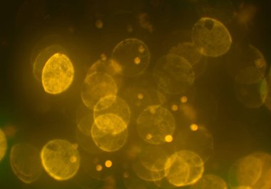 bokeh ile sanat soyut arka plan 