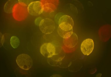 kopya alanı ile bokeh ışıkları dijital arka plan