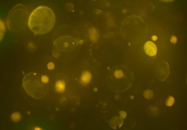 bokeh ile sanat soyut arka plan 