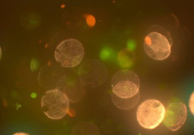 kopya alanı ile bokeh ışıkları dijital arka plan