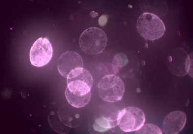 bokeh abstact arka plan ile galaksi