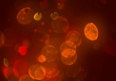 metin veya görüntü için alan ile bokeh arka plan