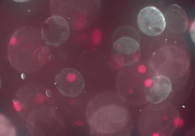 bokeh ile sanat soyut arka plan 