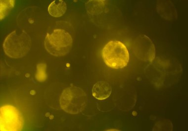 bokeh ışıkları ile soyut duvar kağıdı